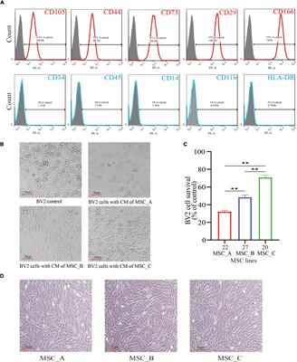 Neuroprotective Effects of Human Umbilical Cord-Derived Mesenchymal Stem Cells From Different Donors on Spinal Cord Injury in Mice